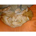 Foto 7