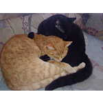 Foto 8