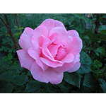 Foto&nbsp;9