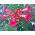 Foto 15