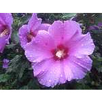 Foto 16