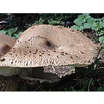 Foto&nbsp;9
