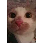 Foto&nbsp;17