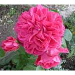 Foto 6