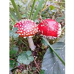 Foto von 8_hugs_a_day, Nieder�sterreich