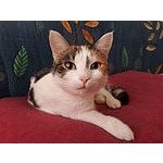 Foto von McBeal, Wien