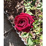 Foto von Rosenkavalier55, K�rnten