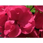 Foto von blelise, K�rnten