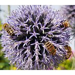 Foto von E_L_5050, Nieder�sterreich