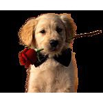 Foto von 1Fuchur1, K�rnten