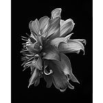 Foto von BlackDahlia, Nieder�sterreich