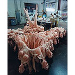 Foto von Einsiedlerin, Nieder�sterreich